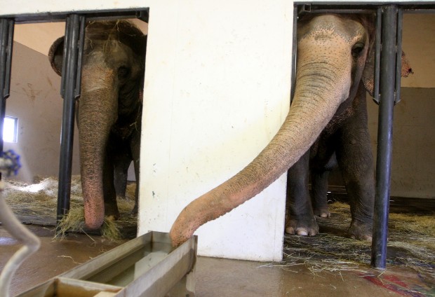 071713-elephants6